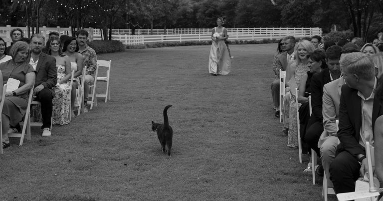 Cat Threatens to Spoil Wedding Ceremony, Photographer Comes to the Rescue