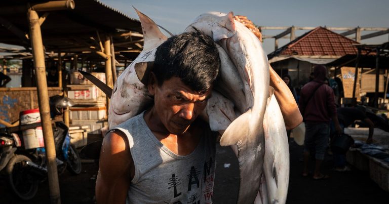 Photographer’s Nine-Month Investigation Uncovers the Hidden Harm of the Fishing Industry