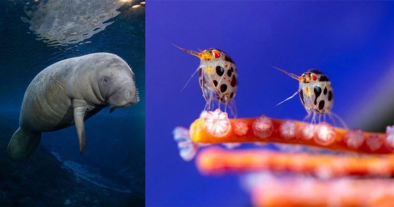 The Winners of Ocean Photographer of the Year 2025