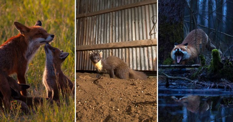 Meet a 17-Year-Old Photographer Revealing the Hidden Side of Wildlife