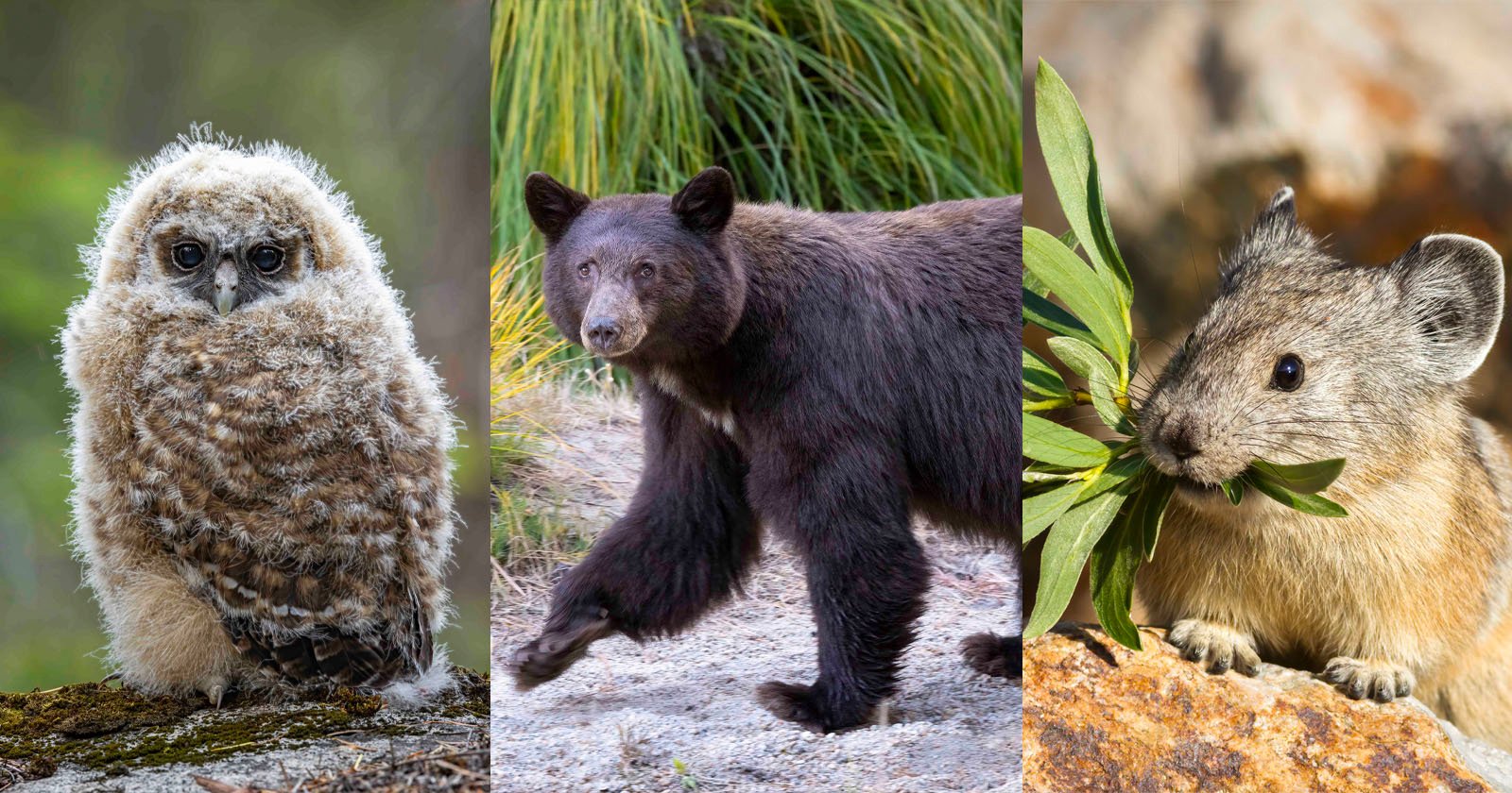 Photographer Spends 20 Years Capturing the Wildlife of Yosemite