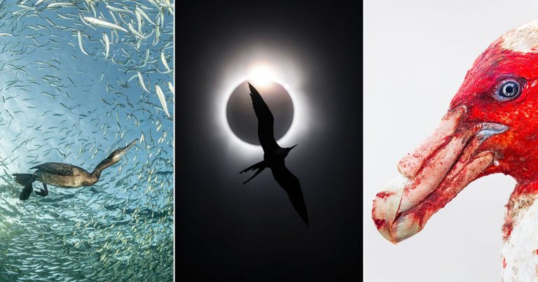Once-in-a-Lifetime Bird in Flight Eclipse Photo Wins Bird Photographer of the Year