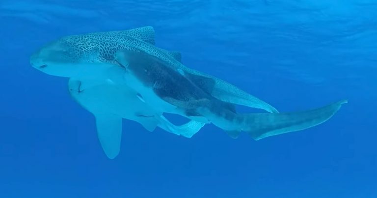 Wild Leopard Sharks Mating Caught on Camera for First Time Ever