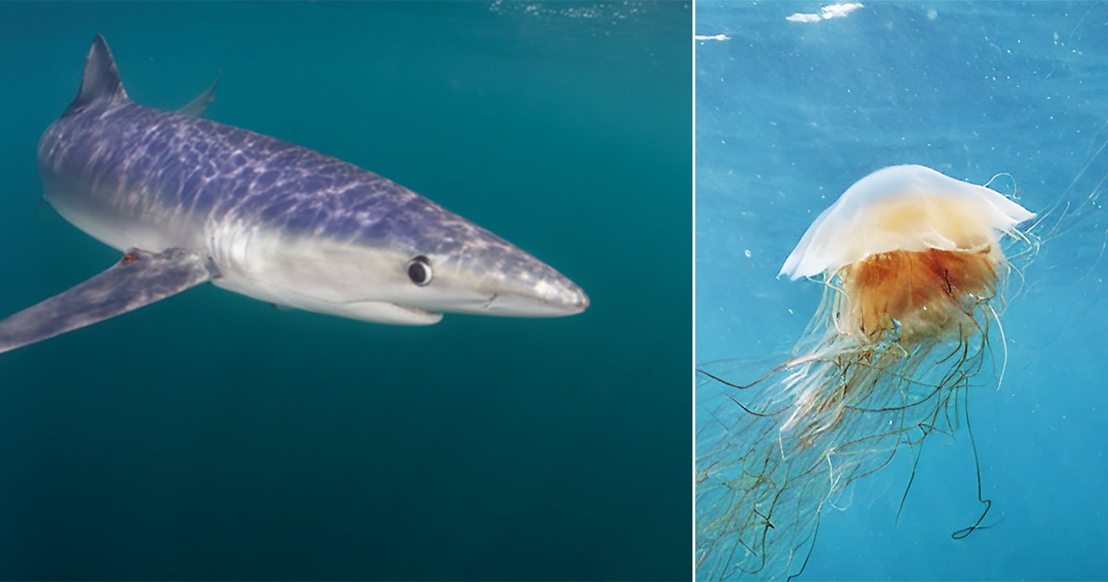 MIT’s LOBSTgER AI Blends Science and Art to Inspire Love for Nature MIT’s LOBSTgER AI Blends Science and Art to Inspire Love for Nature