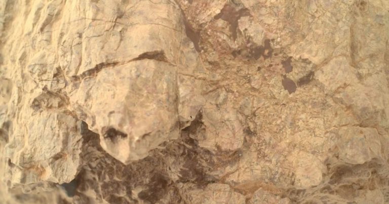 NASA Perseverance Rover Photographs Rock on Mars That Looks Like a Turtle