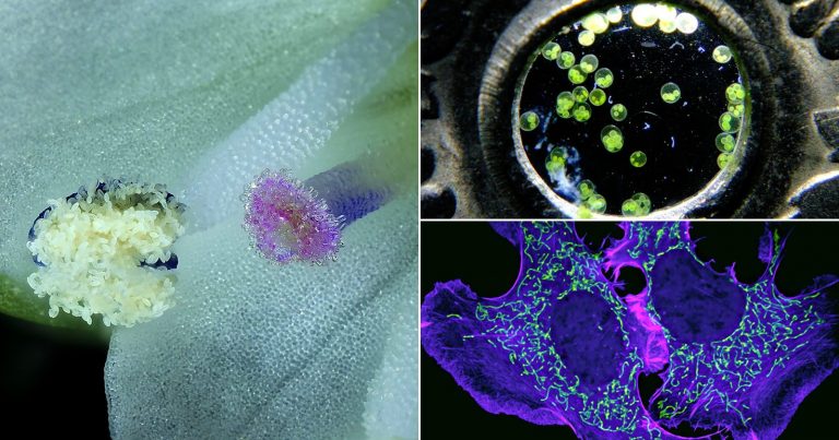 Nikon Small World in Motion Winners Reveal Hidden Microscopic Wonders