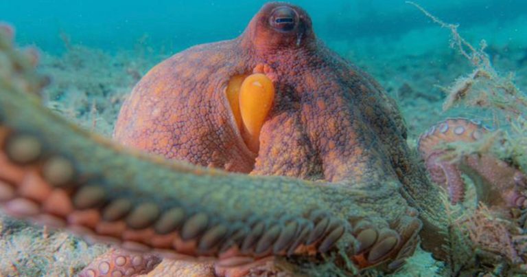 Study of Underwater Videos Reveal Extraordinary Reach of Octopus Arms