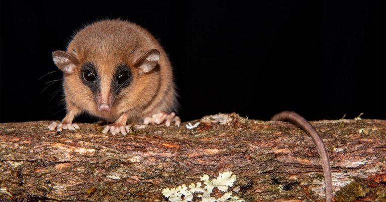 Scientists Photograph Newly-Discovered Marsupial In Peruvian Cloud Forest
