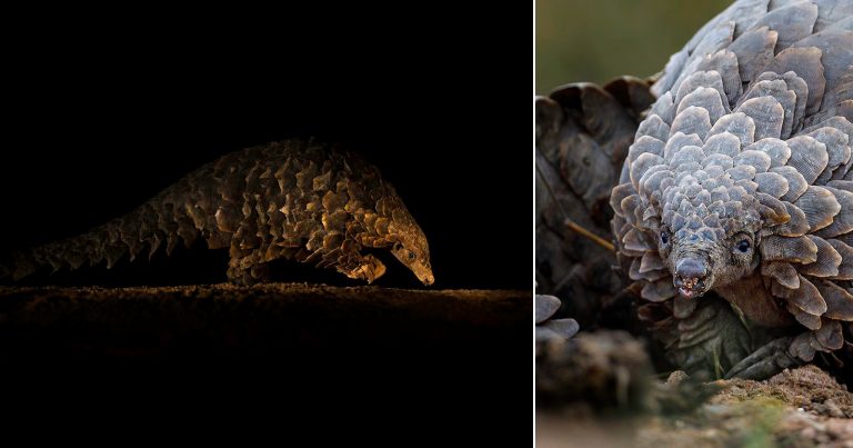 Photographers’ Incredible Pangolin Photos Help Save Endangered Animals