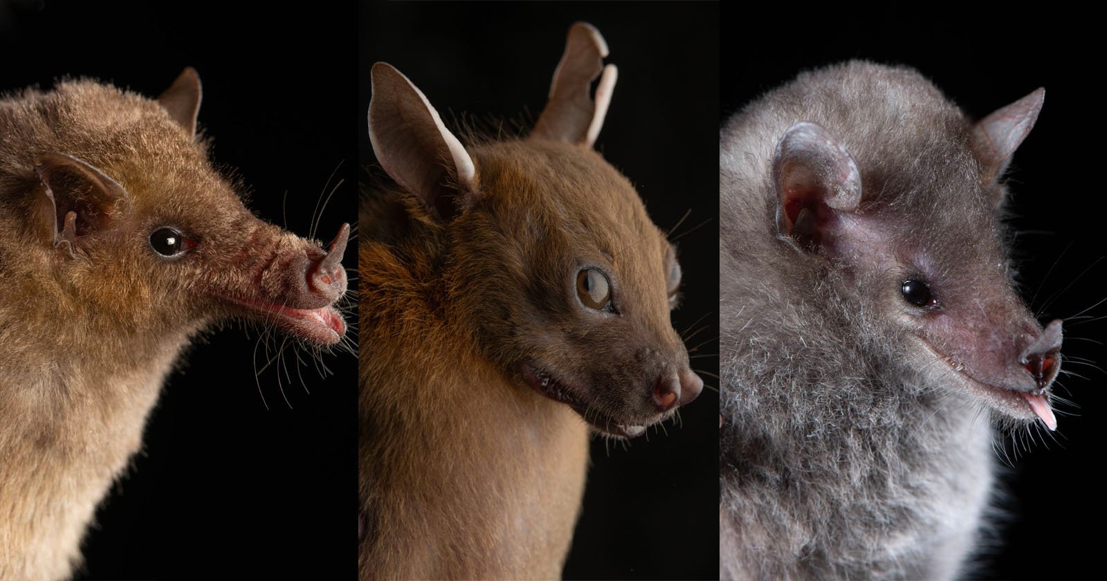 Photographer’s Bat Portraits Capture Their Unique Personalities