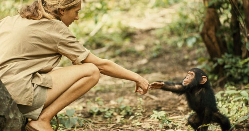 Jane Goodall, Conservationist and Supporter of the Photographic Arts, Has Passed Away Jane Goodall, Conservationist and Supporter of the Photographic Arts, Has Passed Away
