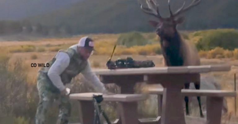 Enormous Rutting Elk Charges at Photographer