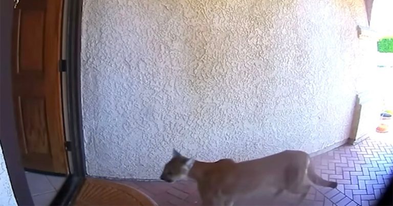 Doorbell Camera Captures Mountain Lion Strolling into California Home