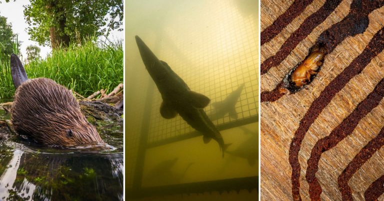 Winners of Rewilding Europe Award Capture the Enduring Optimism of Conservation Photography