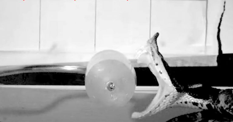 Snake Bites Captured at 1,000 Frames Per Second on High-Speed Camera
