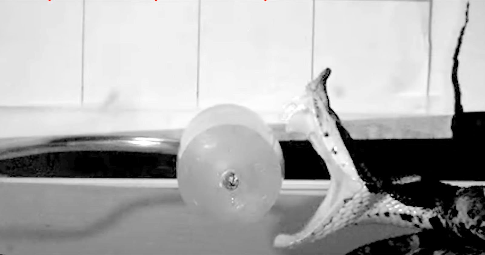 Snake Bites Captured at 1,000 Frames Per Second on High-Speed Camera Snake Bites Captured at 1,000 Frames Per Second on High-Speed Camera