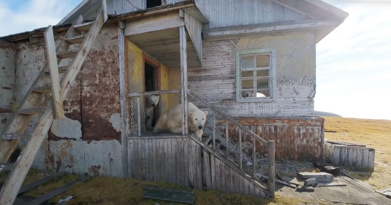Photographer Brings Drone on Cruise Ship, Finds Polar Bears Living in Abandoned Building