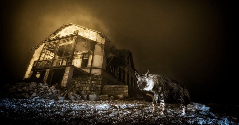 Eerie Photo of Hyena Stalking Abandoned Mining Town Wins Wildlife Photographer of the Year