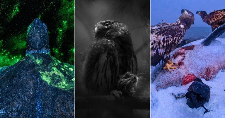 European Wildlife Photographer of the Year Winners Capture Nature’s Tragic Beauty European Wildlife Photographer of the Year Winners Capture Nature’s Tragic Beauty