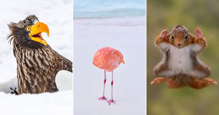 The 40 Hilarious Photo Finalists for the 2025 Nikon Comedy Wildlife Awards