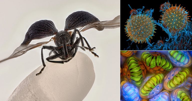 51st Nikon Small World Winners Reveal a Hidden World of Wonders