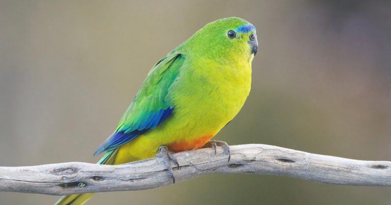 Wildlife Photographer Pleads Guilty to Trespassing on Private Island to Photograph Rare Parrots