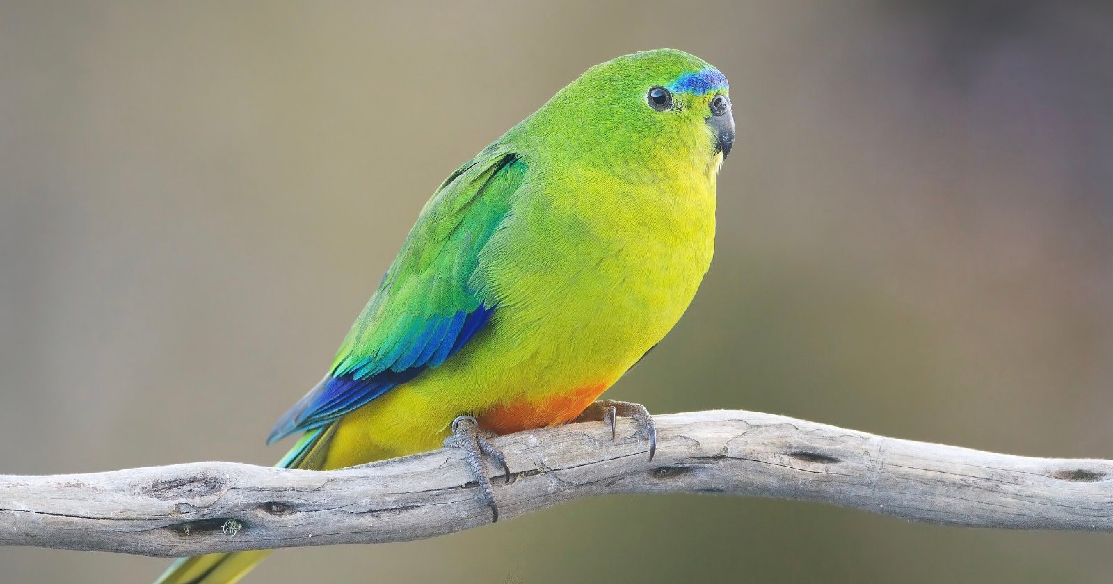 Wildlife Photographer Pleads Guilty to Trespassing on Private Island to Photograph Rare Parrots Wildlife Photographer Pleads Guilty to Trespassing on Private Island to Photograph Rare Parrots