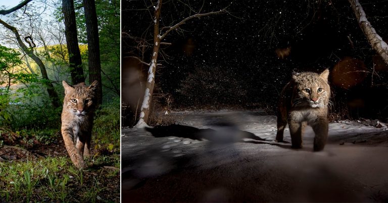Acclaimed Big Cat Photographer Captures Striking Photos of Elusive Bobcats