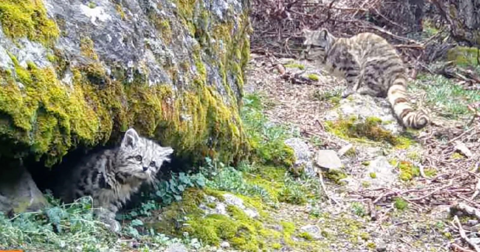 Trail Camera Captures Elusive Mountain Cat Family That Lives High Up in the Andes