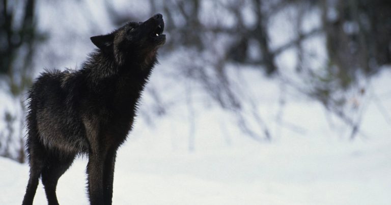 Photographer Captures Insane Moment Man Rushes Toward a Pack of Wild Wolves