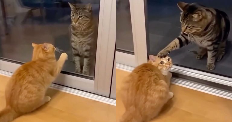 Is This Adorable Video of Two Cats AI-Generated?