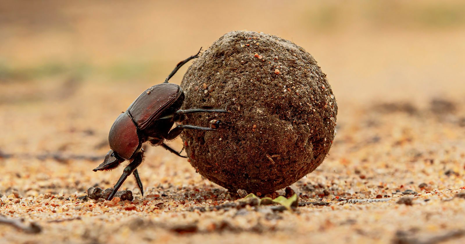 Photographer Captures the Moment Leopard Stumbles Across a Dung Beetle
