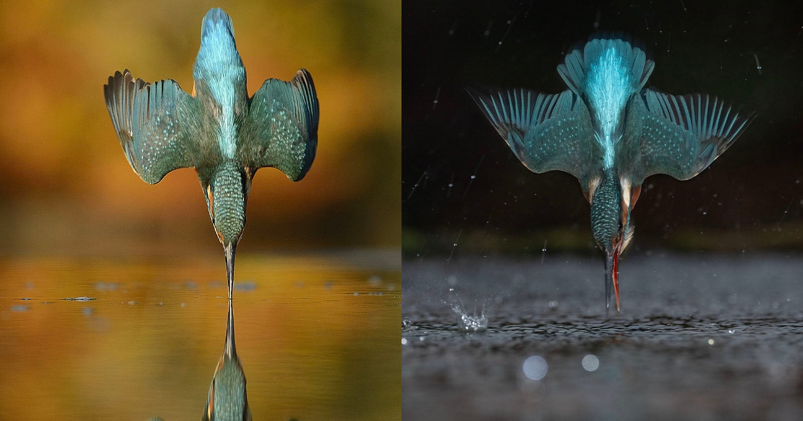 Photographer Recreates Kingfisher Shot That Took Six Years in Just Six Minutes