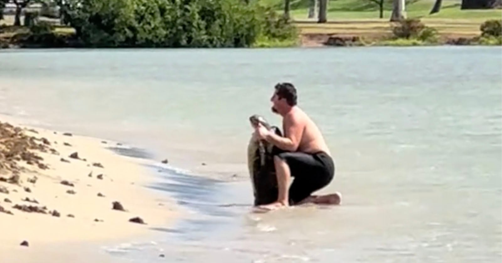 ‘Disturbing’ Man Hauls Turtle Out of the Sea for Photo