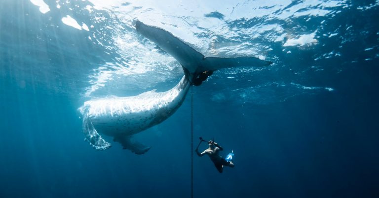 Heroic Photo of Divers Freeing Humpback Whale Wins Nature Conservancy Contest