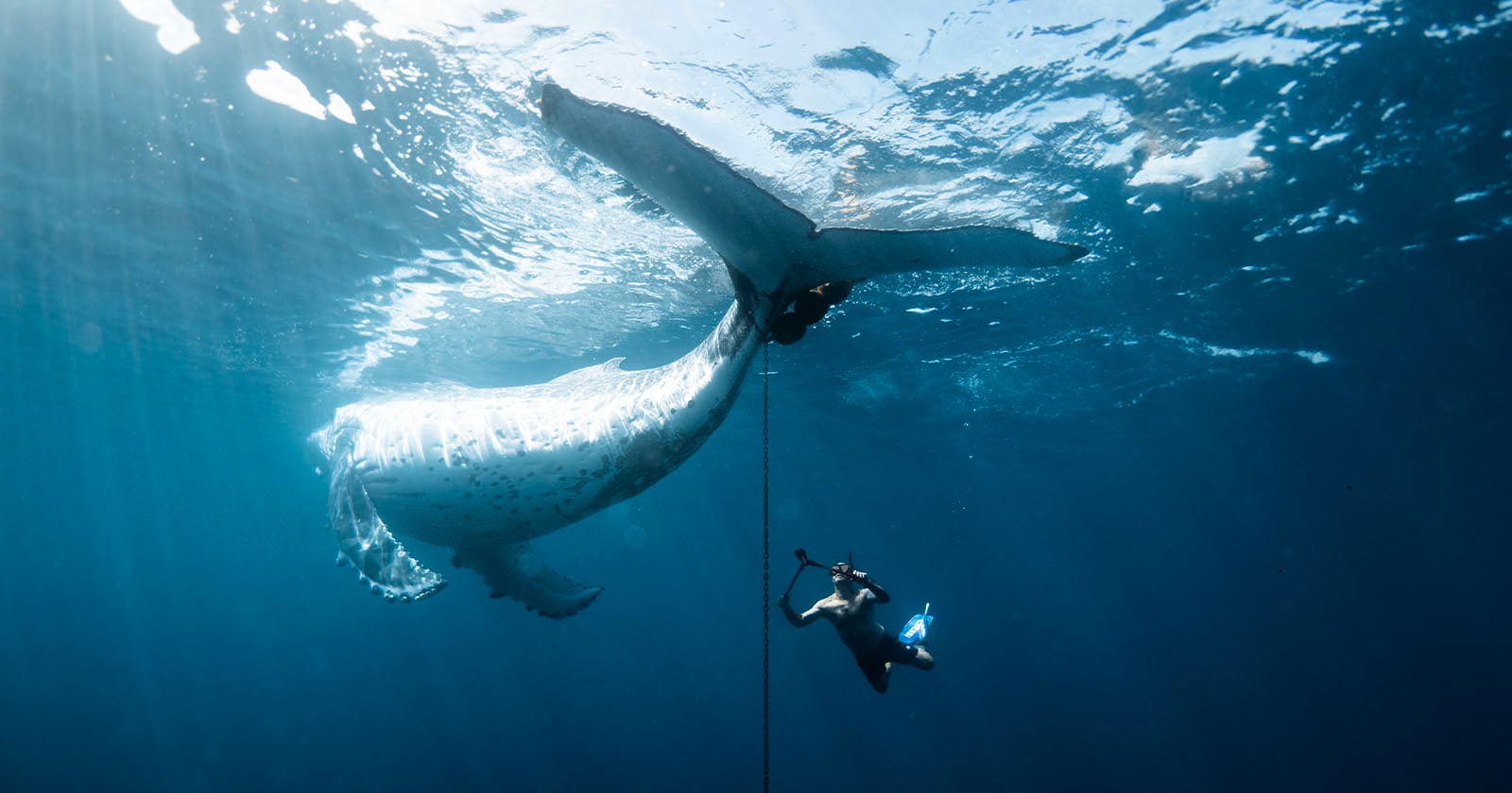 Heroic Photo of Divers Freeing Humpback Whale Wins Nature Conservancy Contest