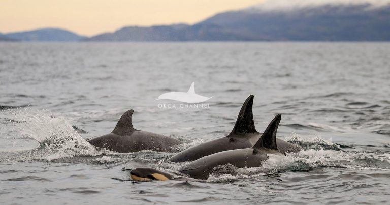 Photographer Captures First-Ever Images of an Orca Being Born in the Wild