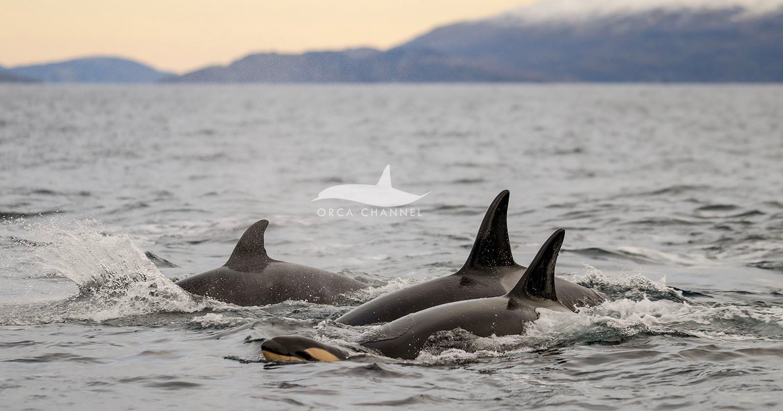 Photographer Captures First-Ever Images of an Orca Being Born in the Wild