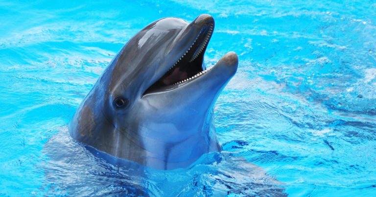 Theme Park Photographer Sues for $650K After Fall During Dolphin Shoot