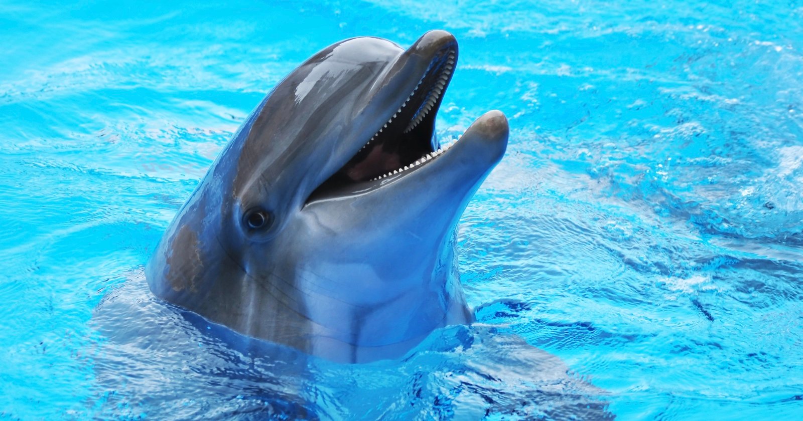 Theme Park Photographer Sues for $650K After Fall During Dolphin Shoot