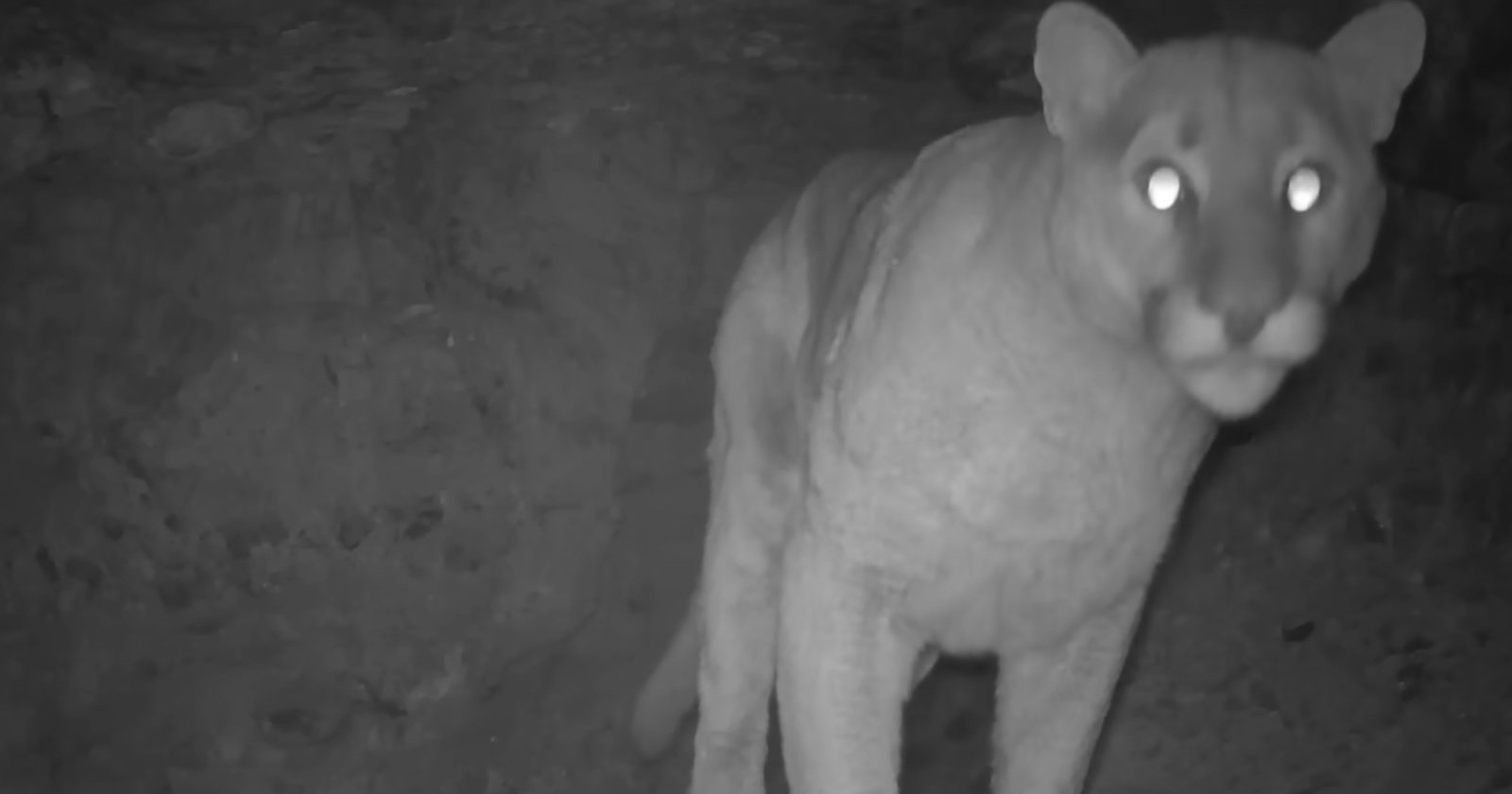 Man Leaves Trail Camera in Cave for 10 Years, Captures Incredible Footage