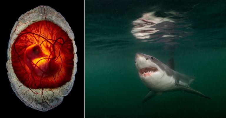Nat Geo Pictures of the Year Celebrates Most Powerful Photos of 2025