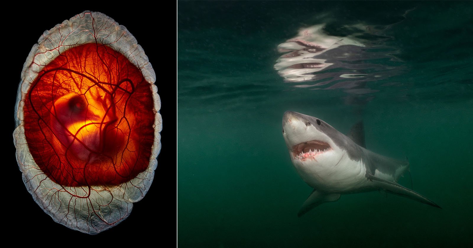 Nat Geo Pictures of the Year Celebrates Most Powerful Photos of 2025