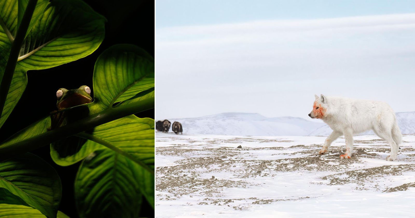 Nature inFocus Photography Awards 2025 Winners Showcase Wonderful Wildlife