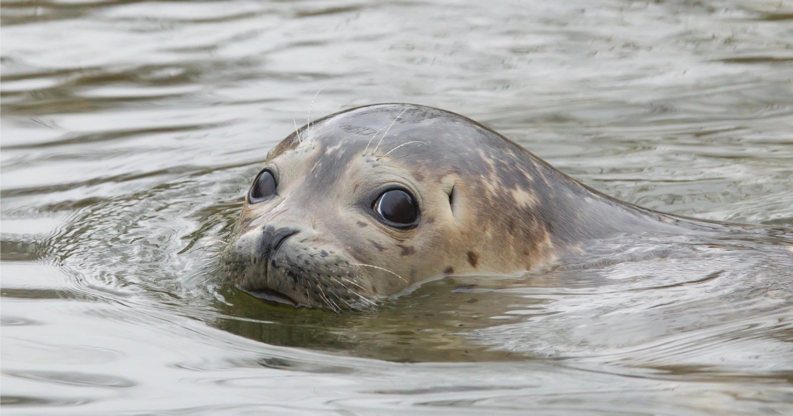 Seal Flees Orcas by Leaping onto Wildlife Photographer’s Boat