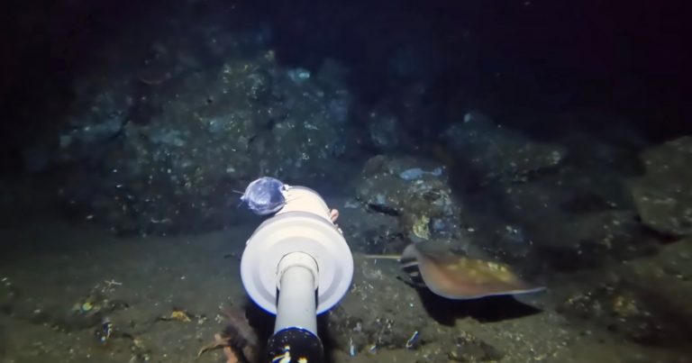 YouTuber Drops Camera in Ocean and Films an Unknown Deep-Sea Species