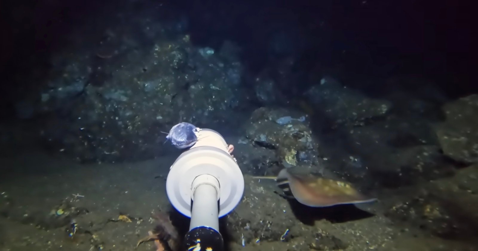 YouTuber Drops Camera in Ocean and Films an Unknown Deep-Sea Species
