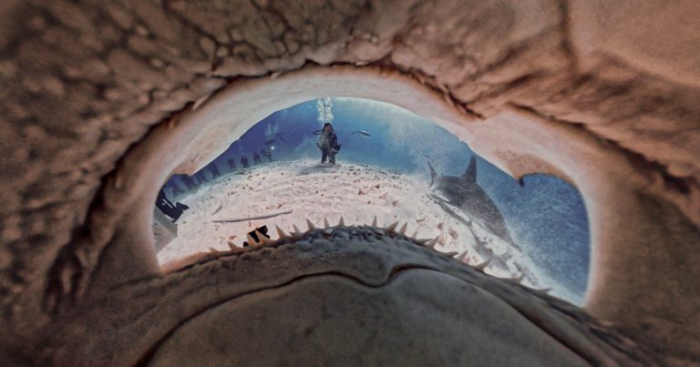 This Unique Photo Was Taken From Inside a Hammerhead Shark’s Mouth