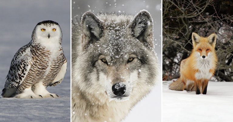 Mastering Winter Wildlife Photography
