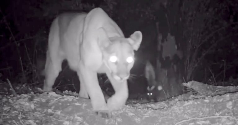 Skunk Confronts Mountain Lion in Incredible Trail Camera Footage